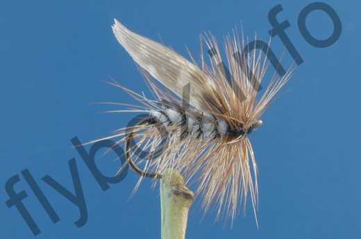 Fish4Flies Hambrough's Sedge